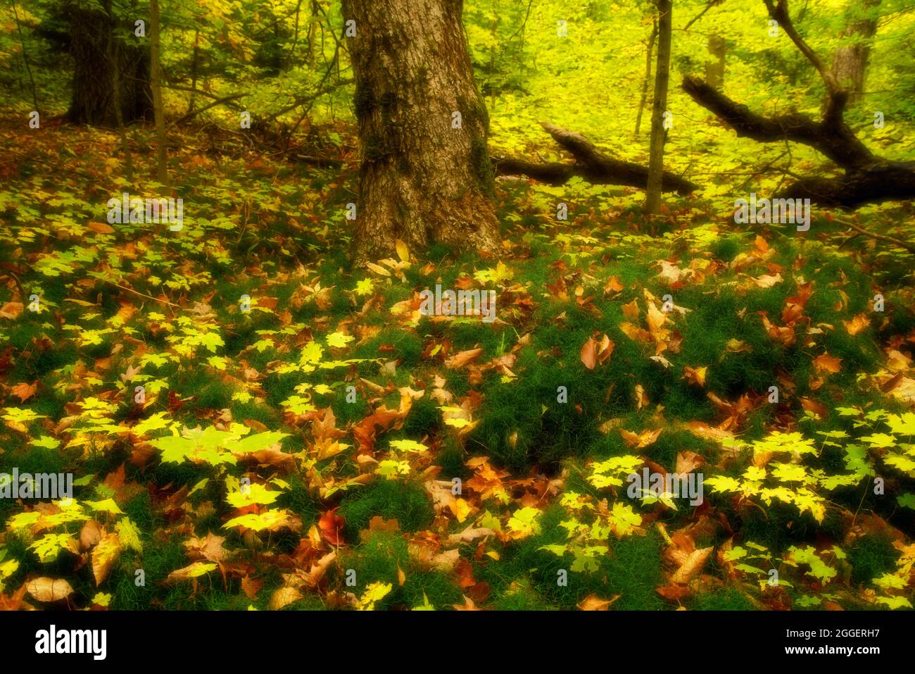 Autumn color in Pictured Rocks National Lakeshore Stock Photo - Alamy