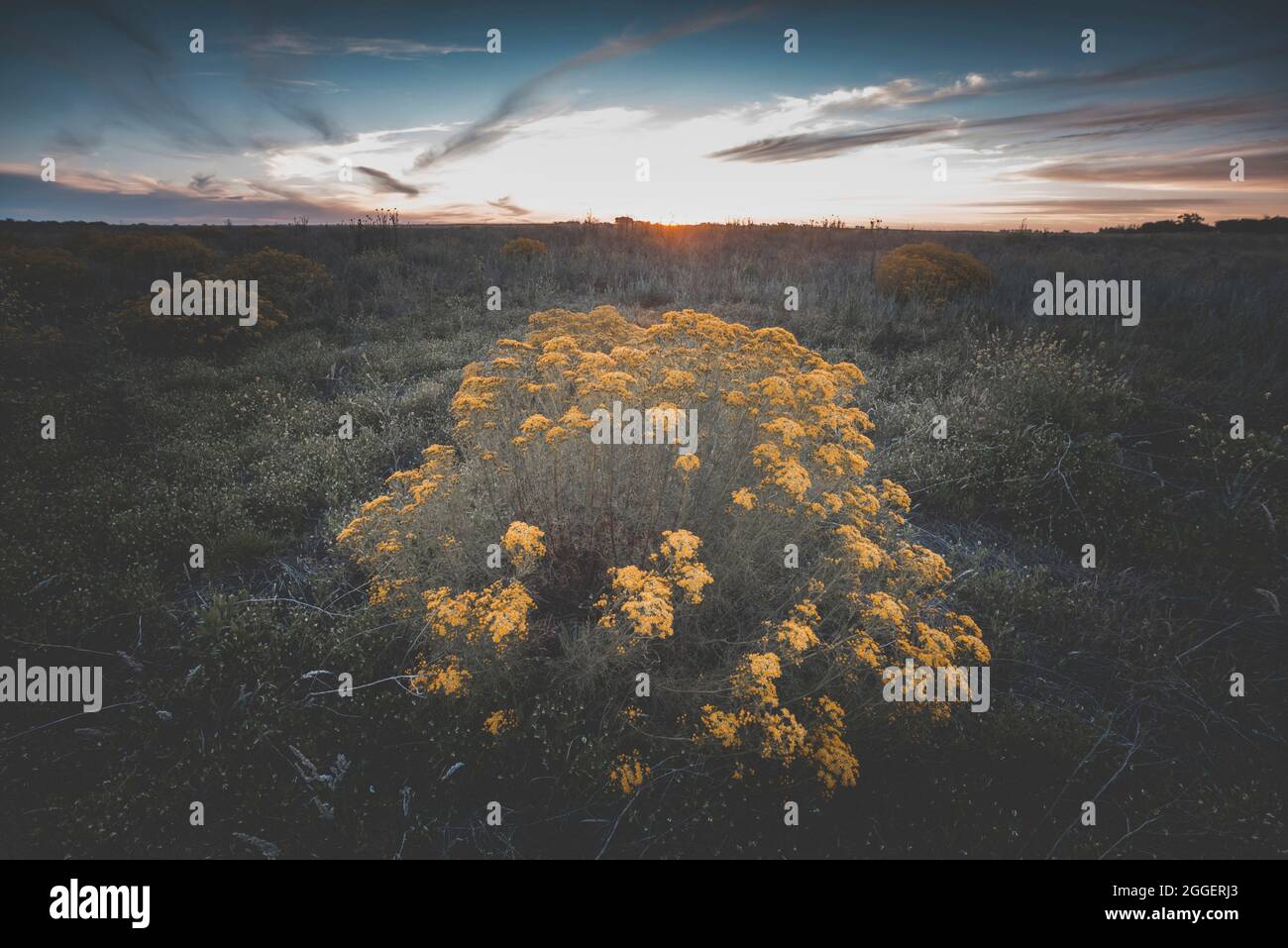 Wild flora, flowers in spring in the Pampas landscape, La Pampa