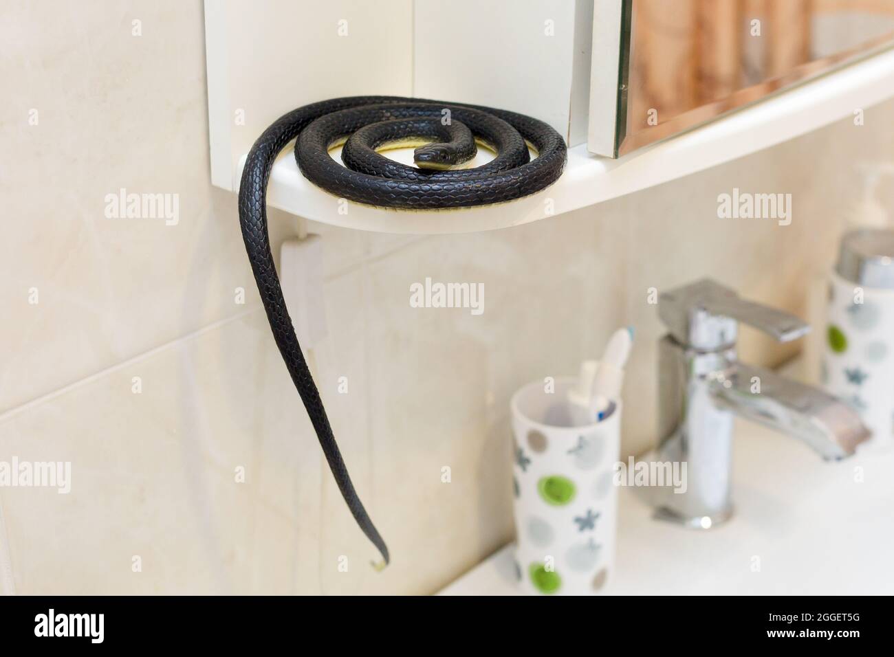 https://c8.alamy.com/comp/2GGET5G/a-dangerous-poisonous-black-snake-in-apartment-in-the-bathroom-curled-up-in-front-of-the-mirror-2GGET5G.jpg