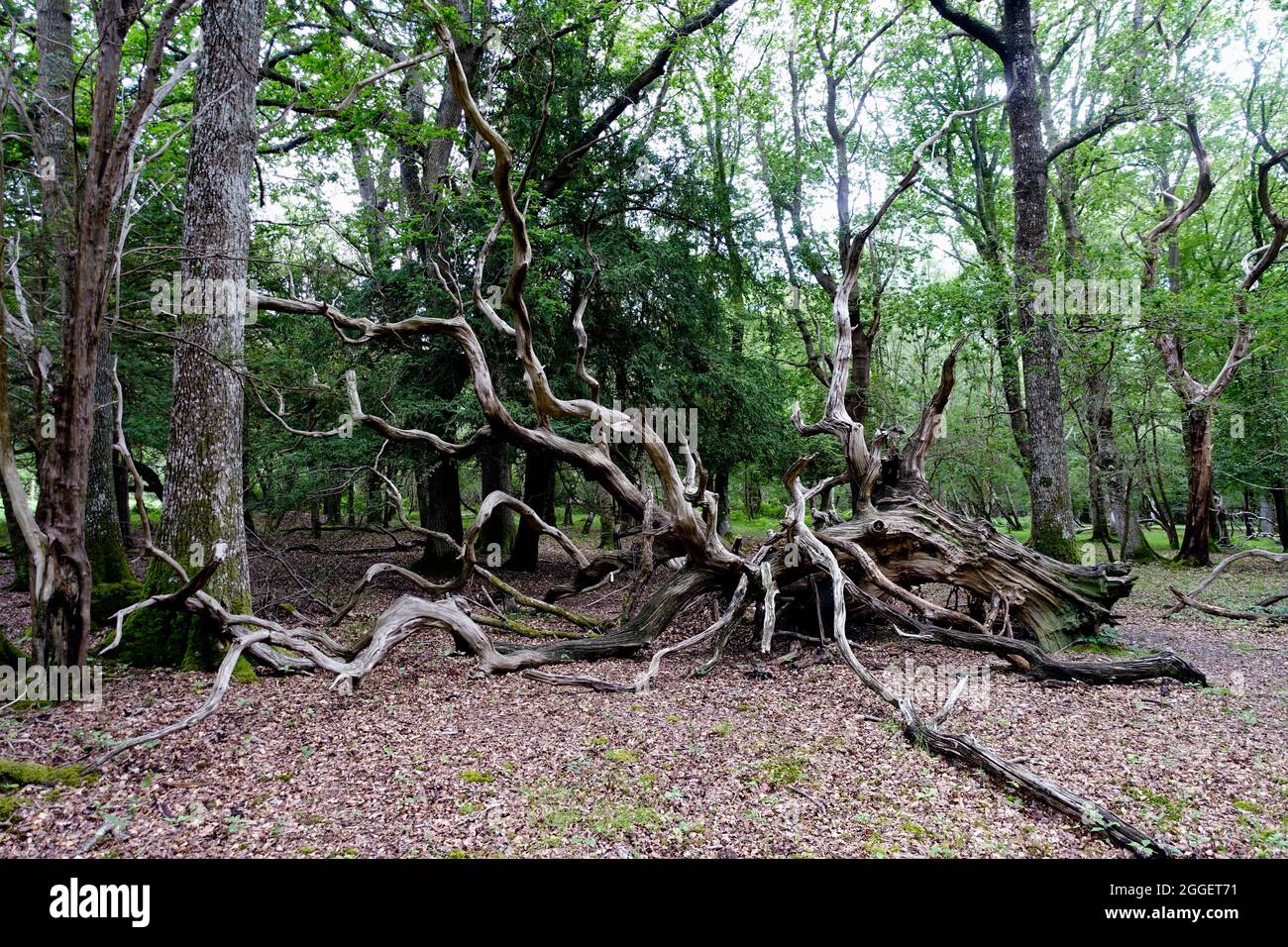 An old twisted fallen tree in the New Forest Stock Photo