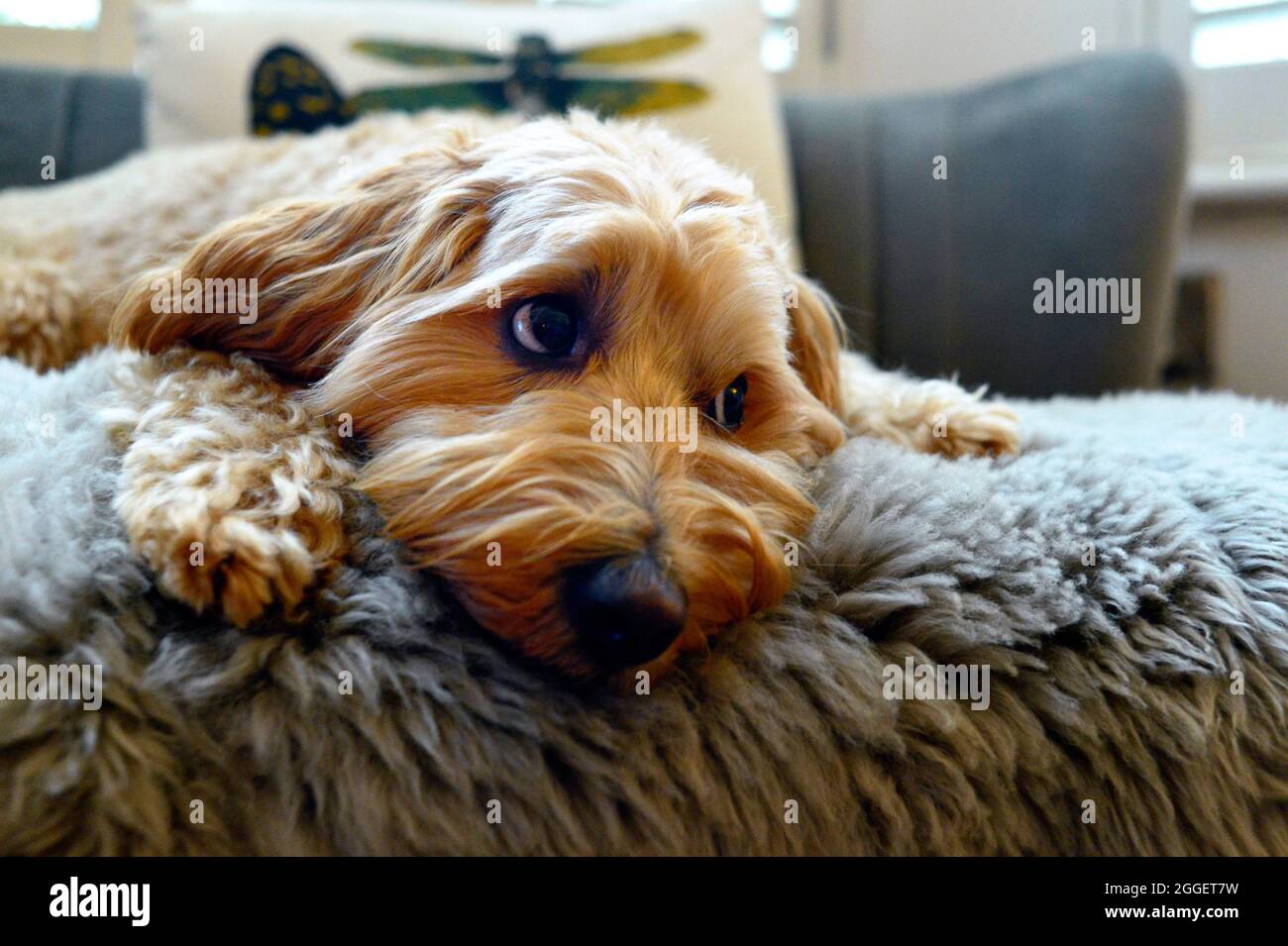 Cute Miniature Labradoodle dog resting Stock Photo