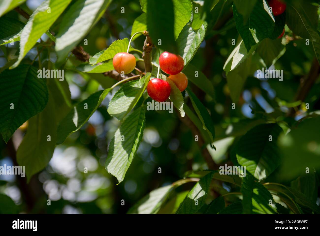 Unripe cherries on the Spring Branch. yellow and slightly reddened. Selective Focus Cherry Stock Photo