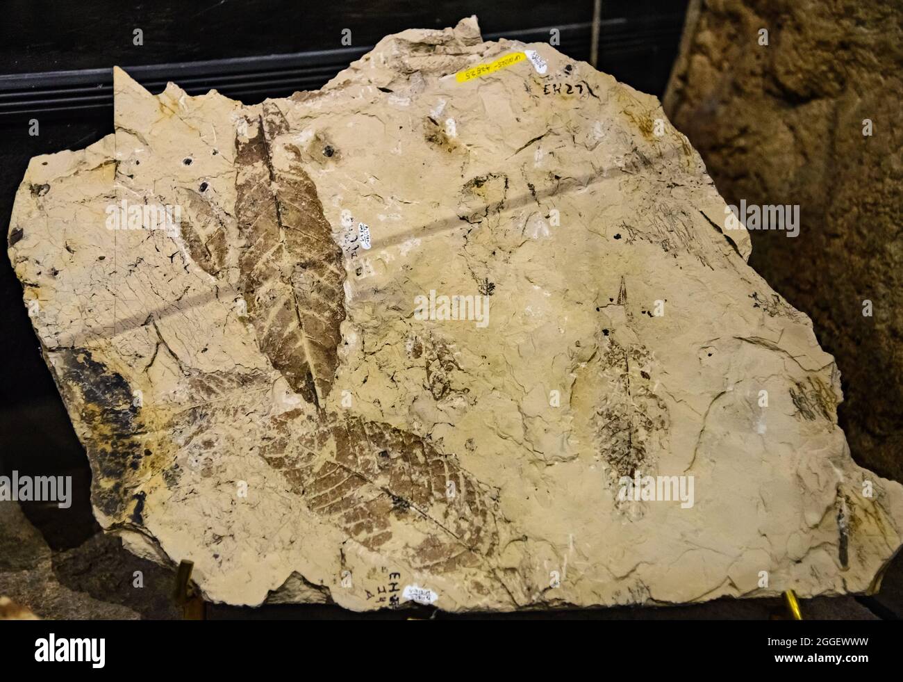 Exhibit of plant leaf fossils (Meliosma sp.) of Eocene age at the John Day Fossil Beds National Monument. Kimberly, Oregon, USA. Stock Photo