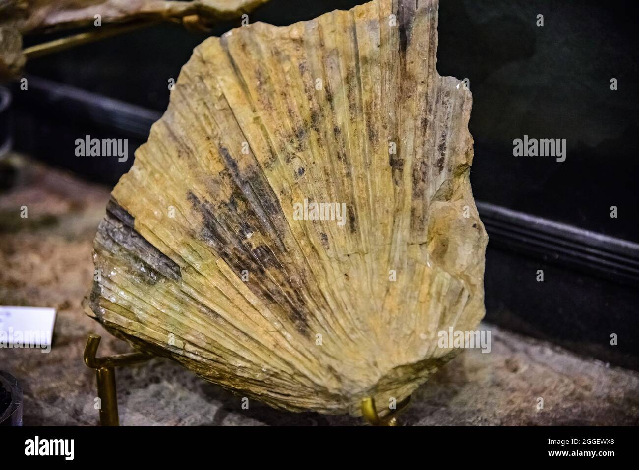 Exhibit of palm plant fossils (Sabalites eocenica) of Eocene age at the John Day Fossil Beds