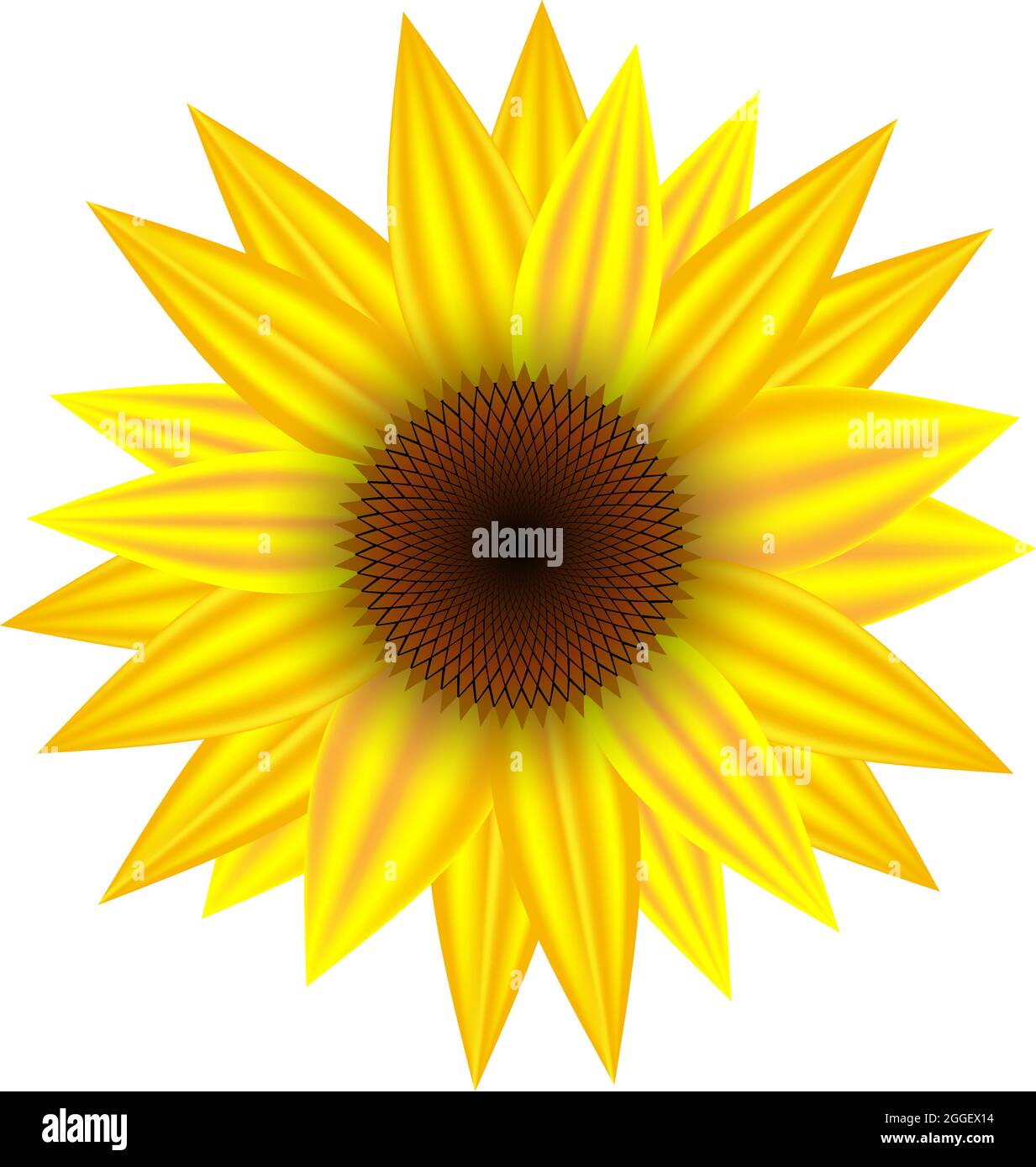 Vector - Sunflower isolated on white background. Botanical vector illustration. Stock Vector