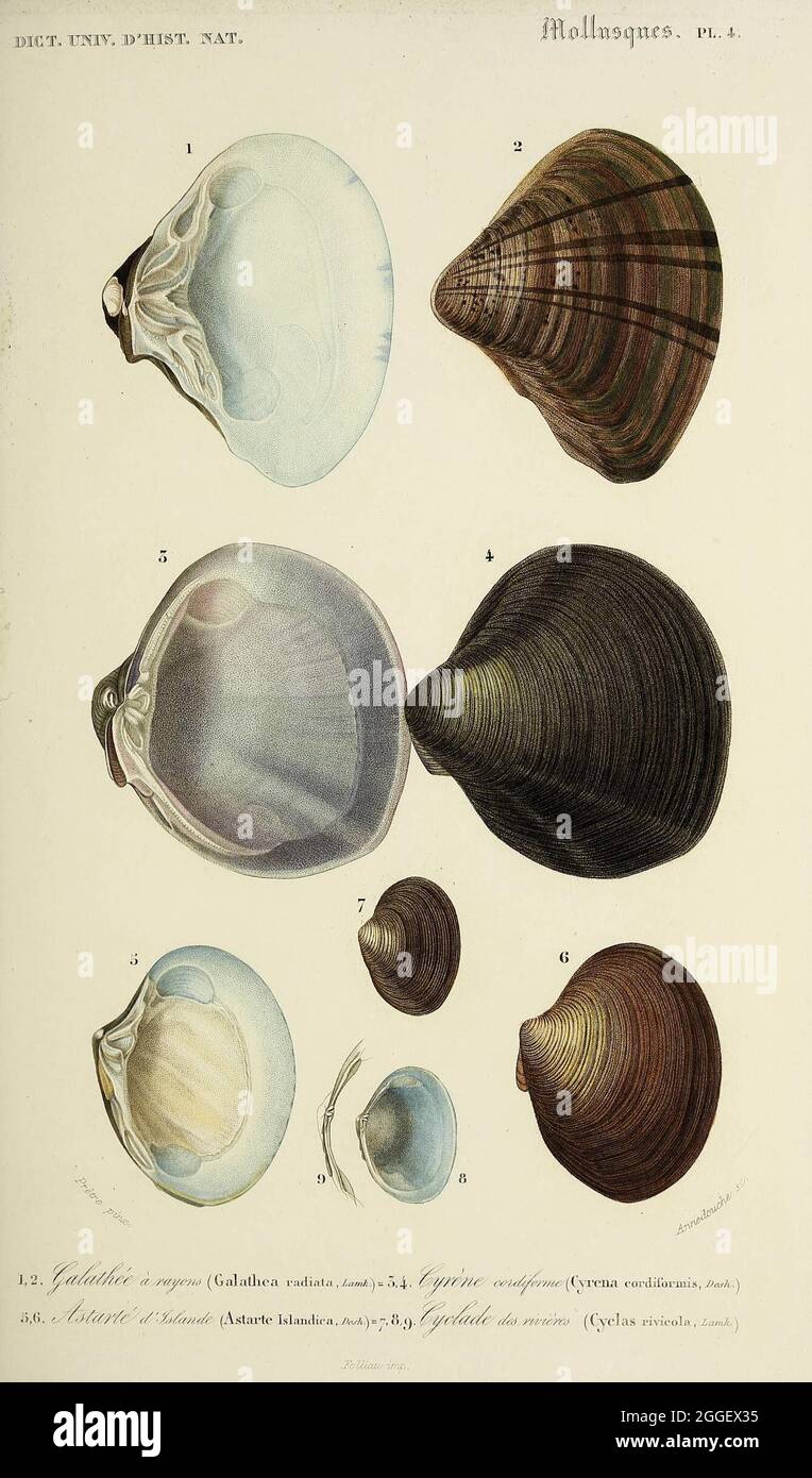 Universal Dictionary Of Natural History Paris Among The Editors Mm Renard Martinet Et Cie Rue And Hotel Mignon 2 Ecole De Medecine District And At Langlois And Leclercq Rue De La Harpe 81 Victor