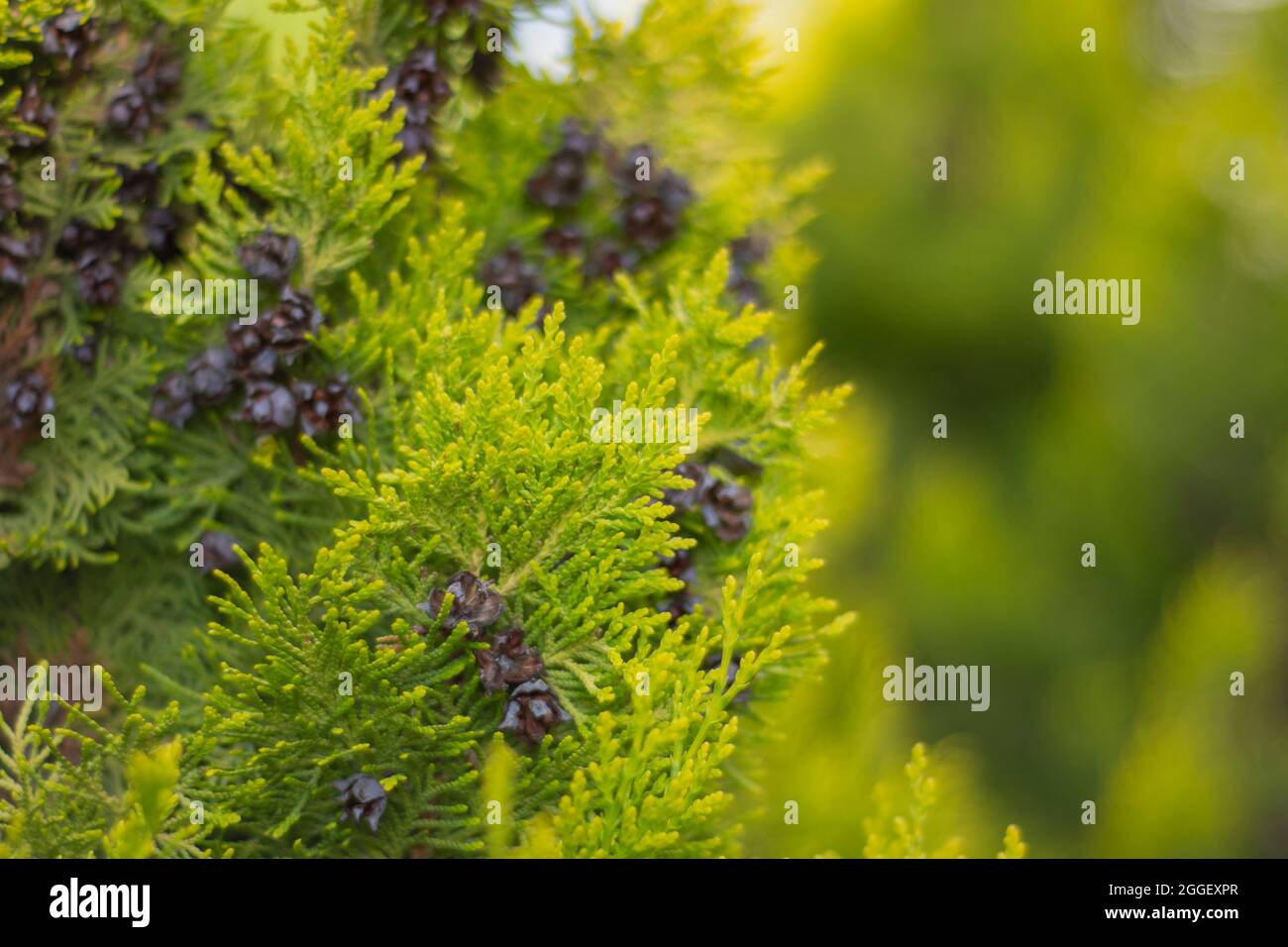 lemon cypress tree in the garden of the house, wet with rain. cupressus macrocarpa. Stock Photo