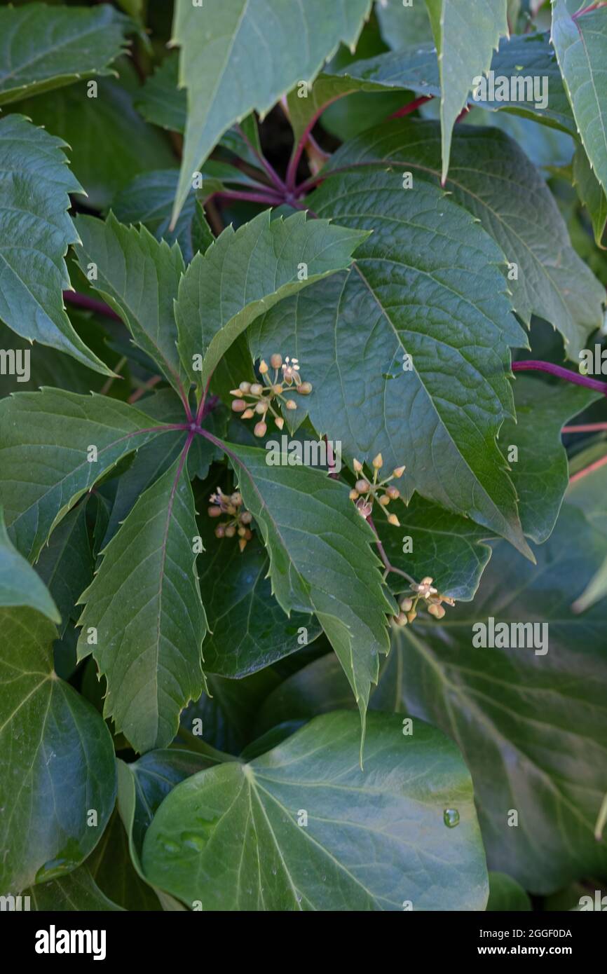 Buds and flowers of Virginia creeper or Parthenocissus quinquefolia