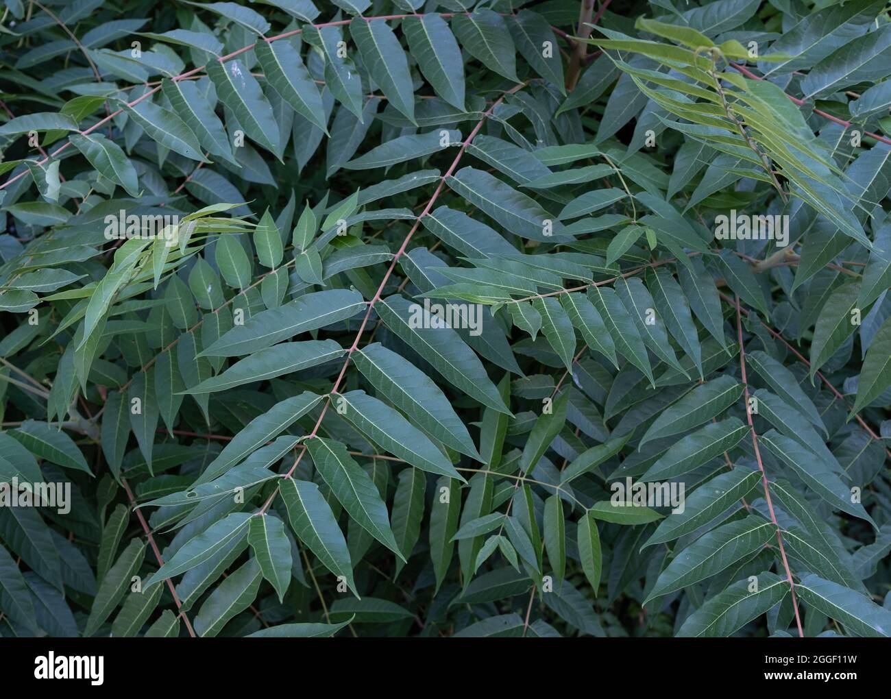 Among branches of Ailanthus altissima or tree of heaven Stock Photo