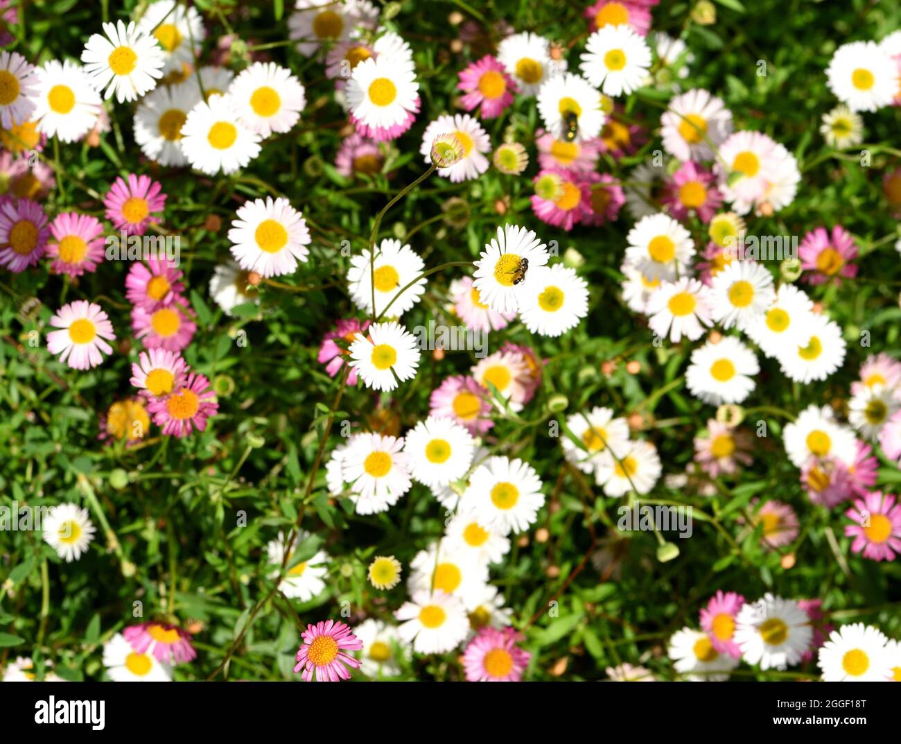A hover fly feeding on Erigeron. Stock Photo