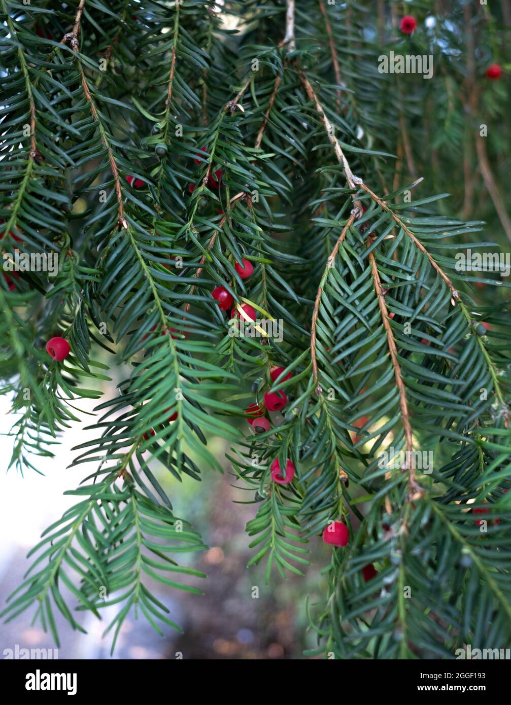 Taxus baccata or common yew branches with fruits Stock Photo