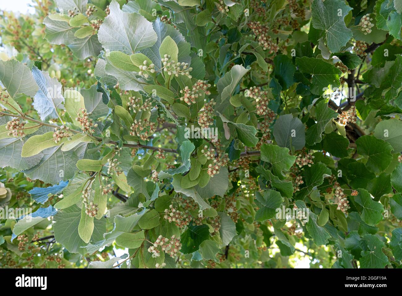 Linden tree branches full of buds Stock Photo