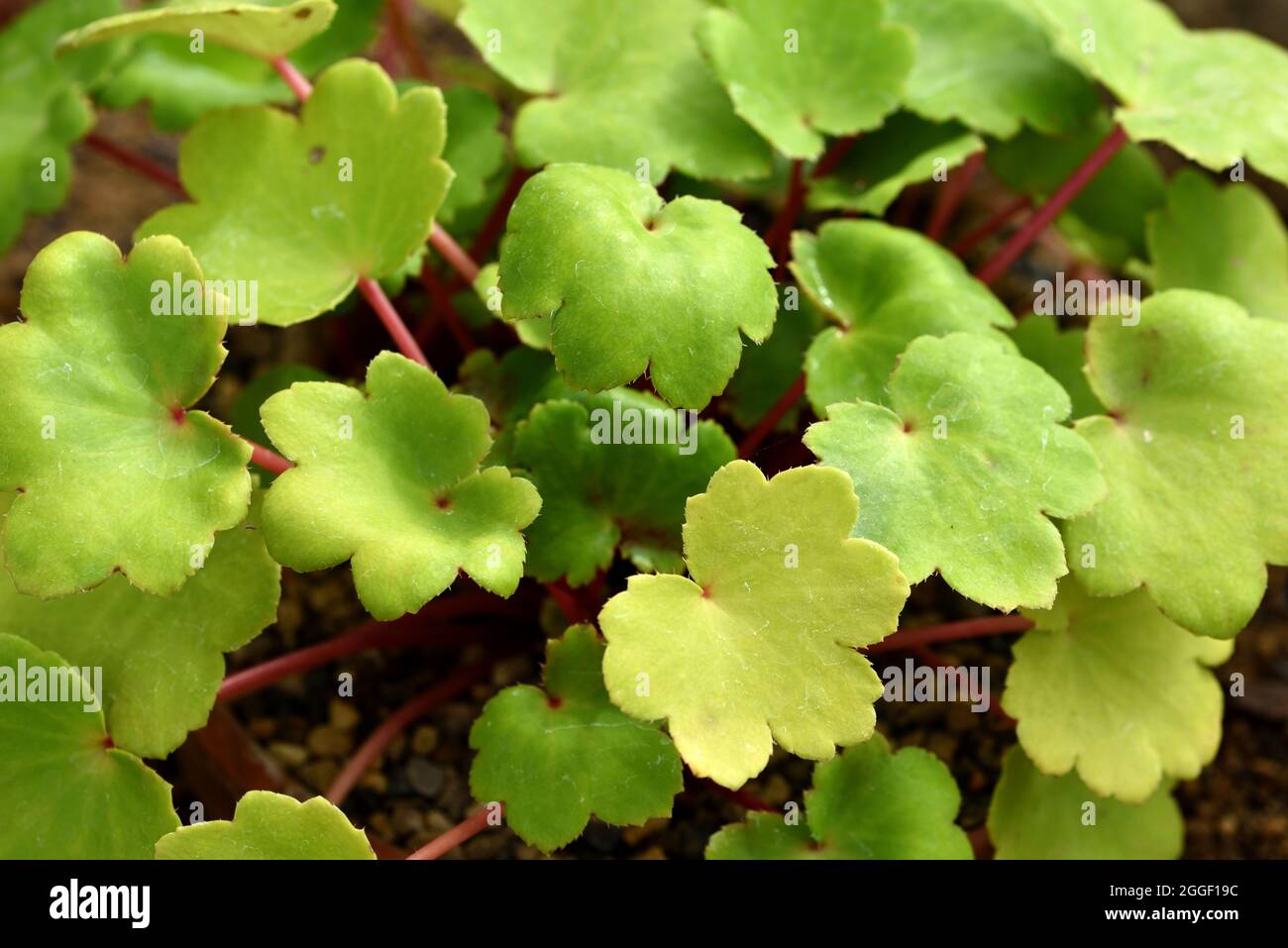 The leaves of Saxifrage Gelbes Monster. Stock Photo