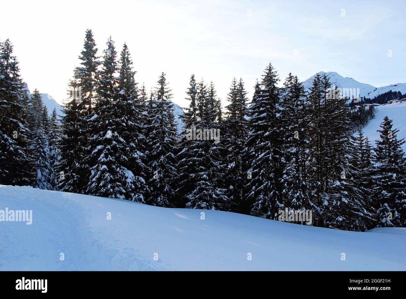 Winter Pine Forest at the Mountains with Snow at Sunset Stock Photo - Alamy