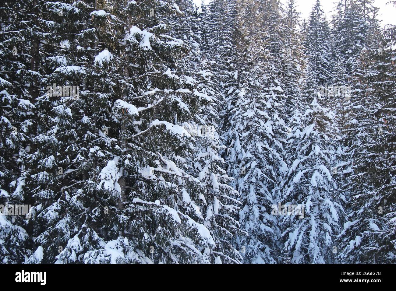 Winter Pine Forest at the Mountains with Snow Stock Photo - Alamy