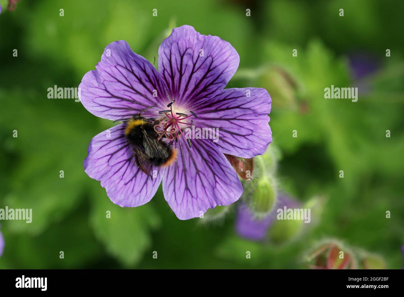 Purple cranesbill, unknown Geranium species, flower in close up with an early bumble bee, Bombus pratorum, and a background of blurred leaves and buds Stock Photo