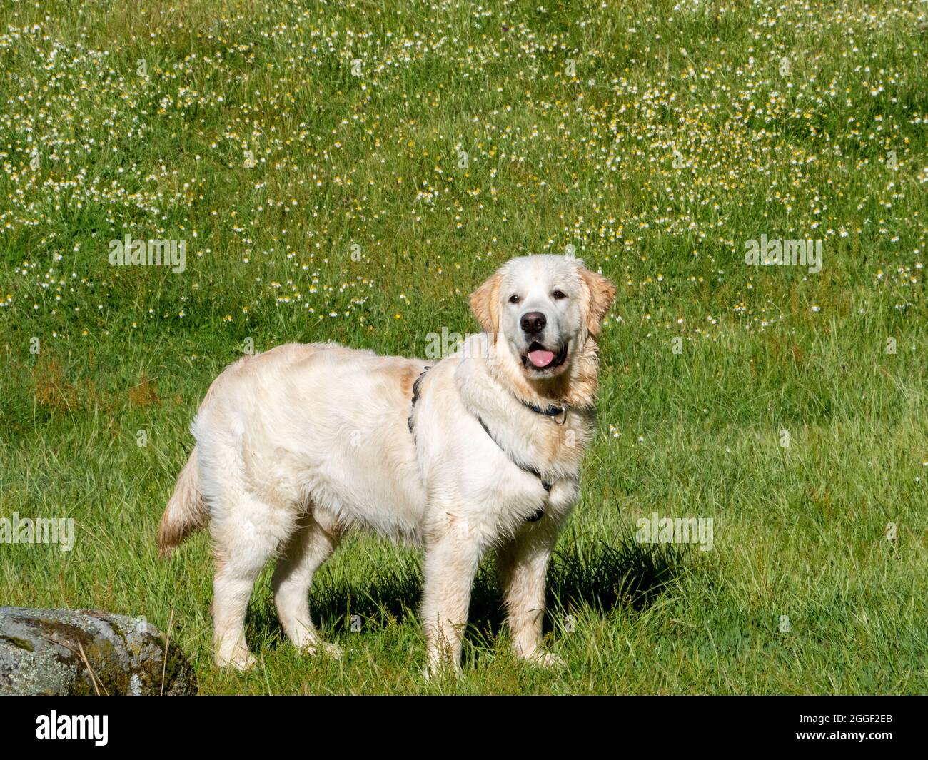 Front view of a dog standing and looking straight ahead in a meadow. Beautiful dog standing in grassy field. Stock Photo