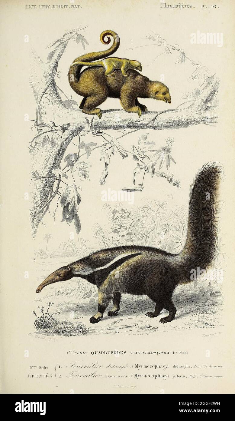 Universal Dictionary Of Natural History Paris Among The Editors Mm Renard Martinet Et Cie Rue And Hotel Mignon 2 Ecole De Medecine District And At Langlois And Leclercq Rue De La Harpe 81 Victor