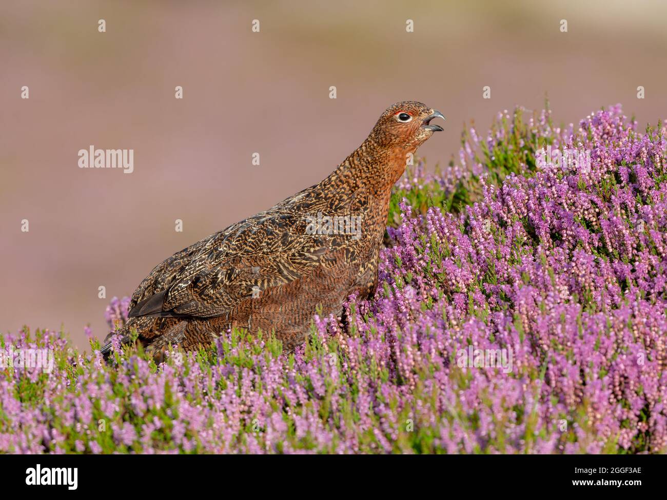 Red Grouse calling in blooming purple heather.  Summertime. Facing right.  Clean background with copy space.  Scientific name: Lagopus Lagopus. Stock Photo