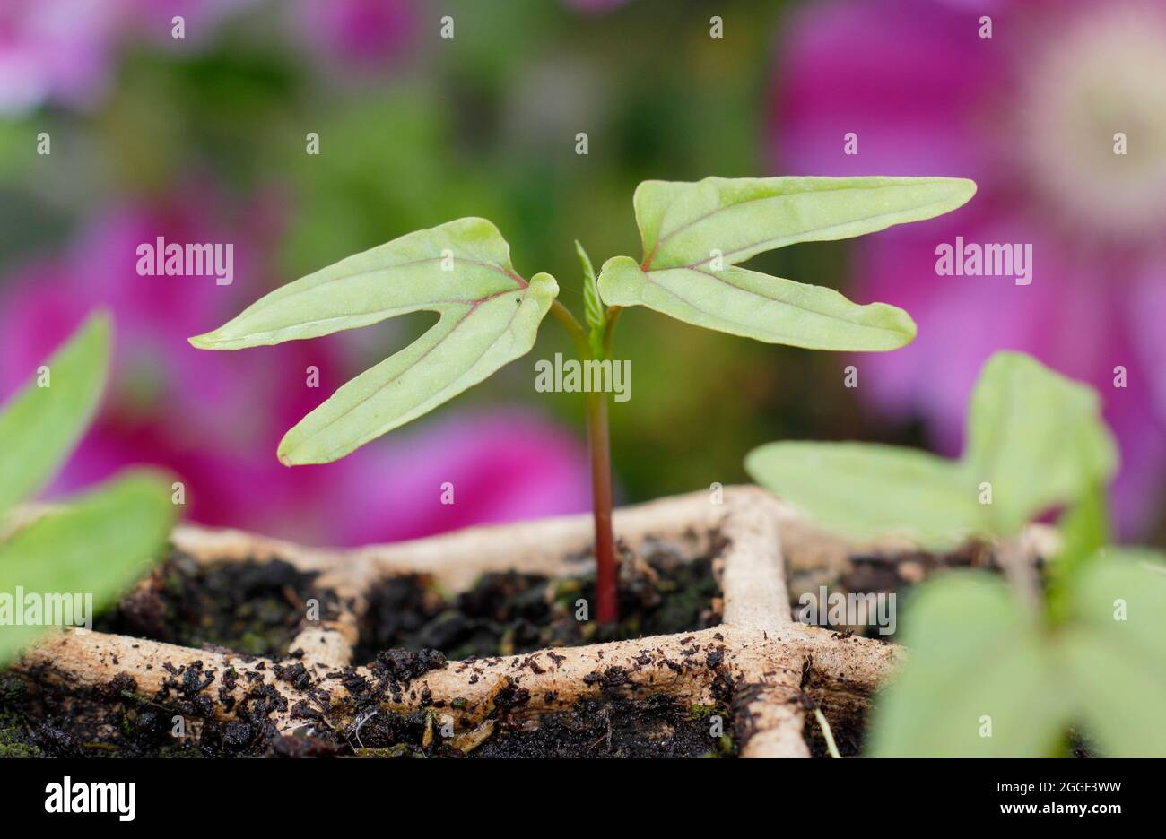 Seedlings of Ipomoea tricolor 'Heavenly Blue' morning glory annual climbing plant in biodegradable starter modules. UK Stock Photo