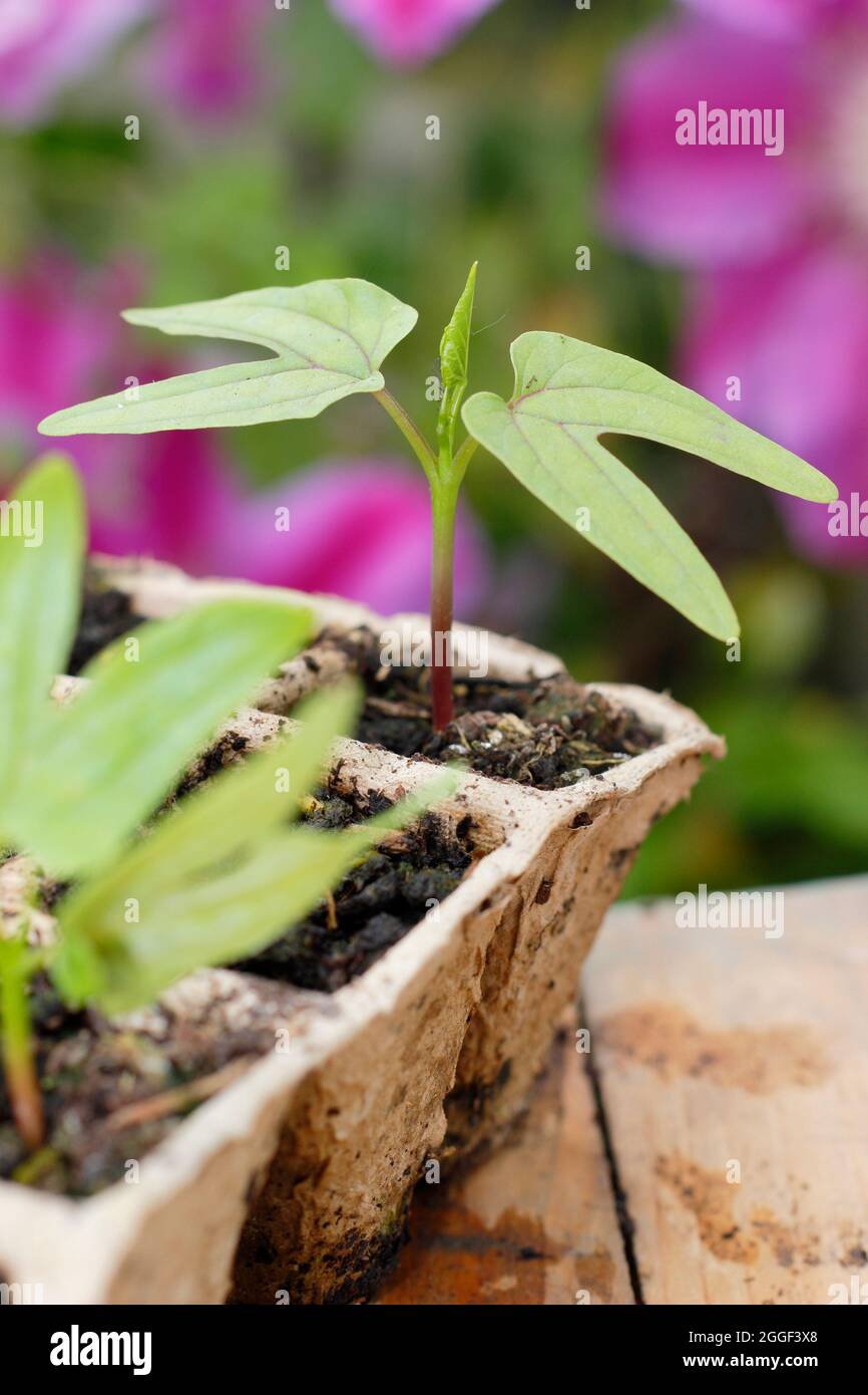Seedlings of Ipomoea tricolor 'Heavenly Blue' morning glory annual climbing plant in biodegradable starter modules. UK Stock Photo