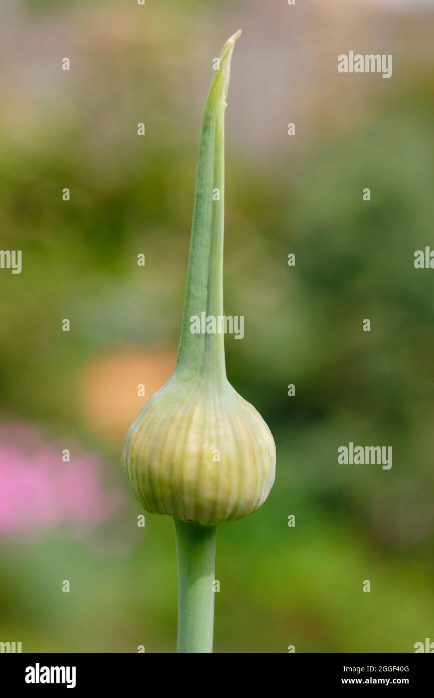 Garlic scapes. The edible flowering spikes of Elephant garlic growing