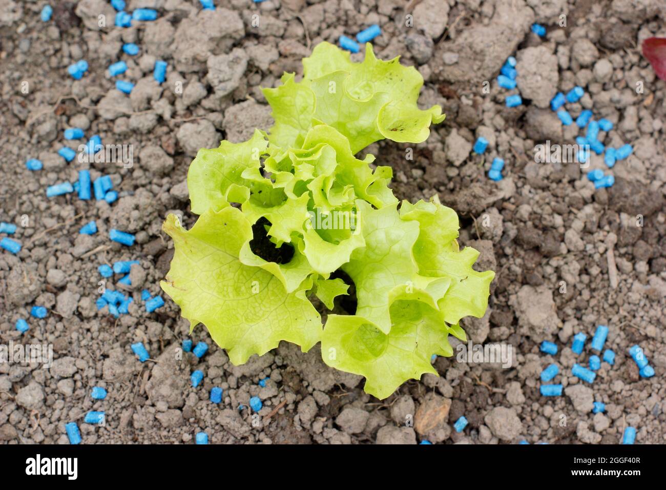 Slug pellets. Ferric phosphate slug pellets next to young lettuce plants to help prevent slugs and snails from attacking crops. UK Stock Photo