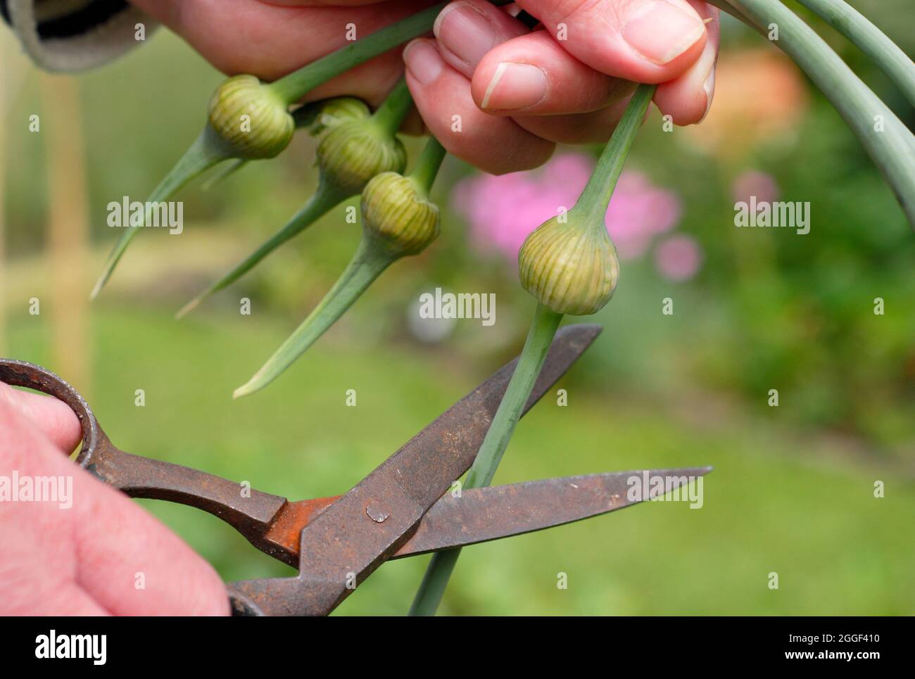 Garlic scapes. Removing the edible flowering spikes of Elephant garlic to encourage enlargement of the bulb and for cooking. Stock Photo