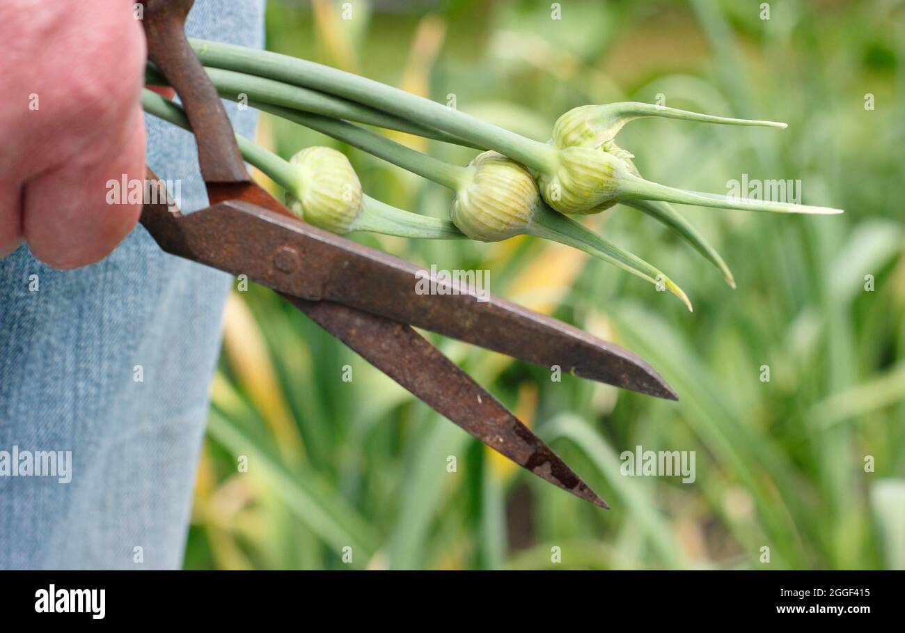 Garlic scapes. Freshly snipped edible flowering spikes of Elephant