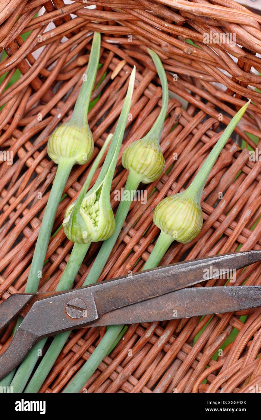 Garlic scapes. The edible flowering spikes of Elephant garlic in a
