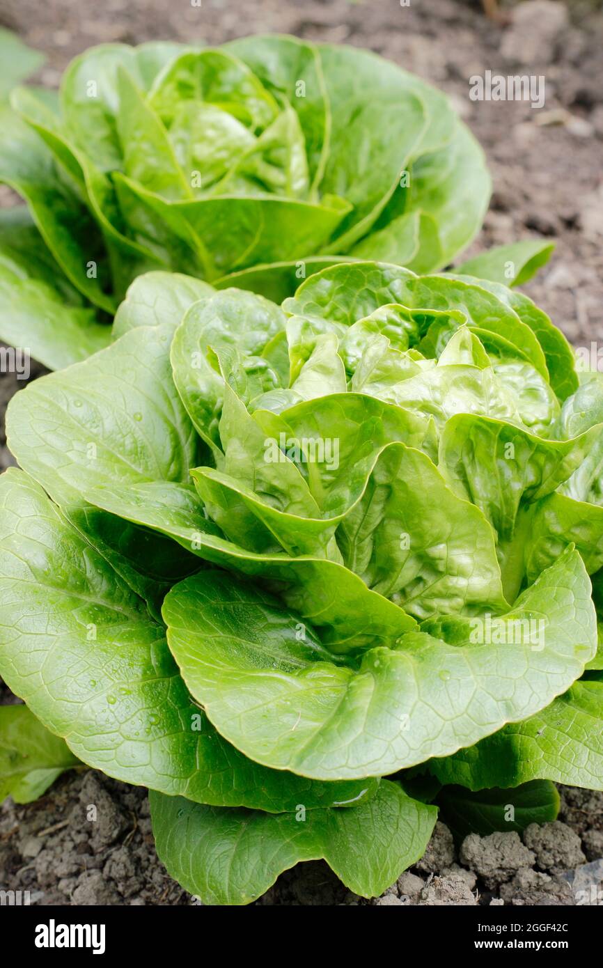 Lactuca sativa 'Little Gem' Cos lettuce growing in a vegetable garden. UK Stock Photo