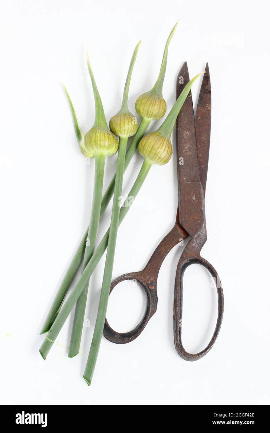 Garlic scapes. The edible flowering spikes of Elephant garlic isolated on a white background. UK Stock Photo