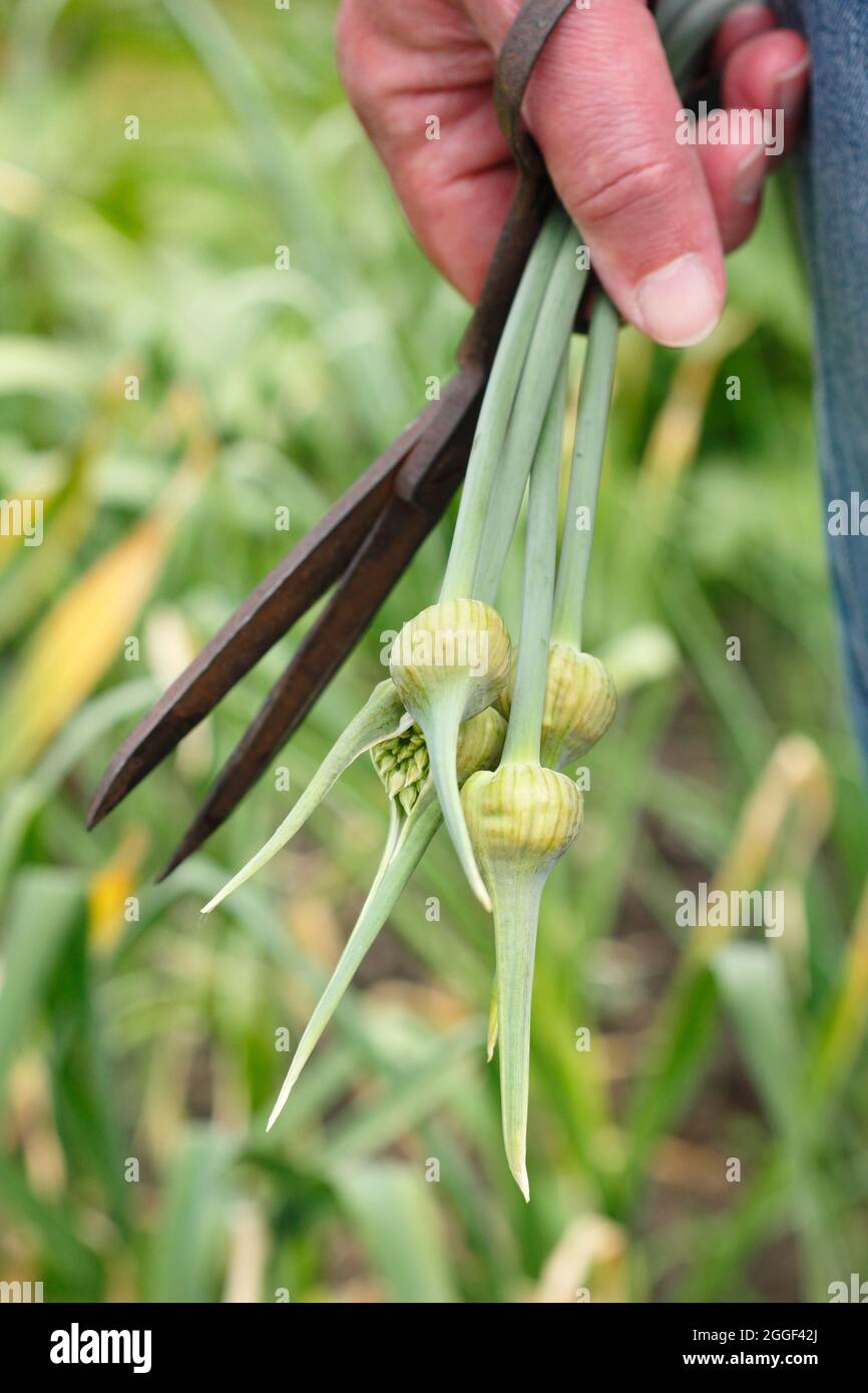 Garlic scapes. Freshly snipped edible flowering spikes of Elephant