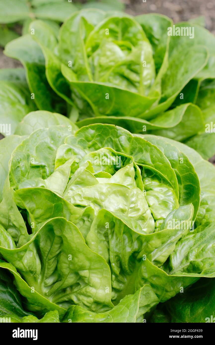 Lactuca sativa 'Little Gem' Cos lettuce growing in a vegetable garden. UK Stock Photo
