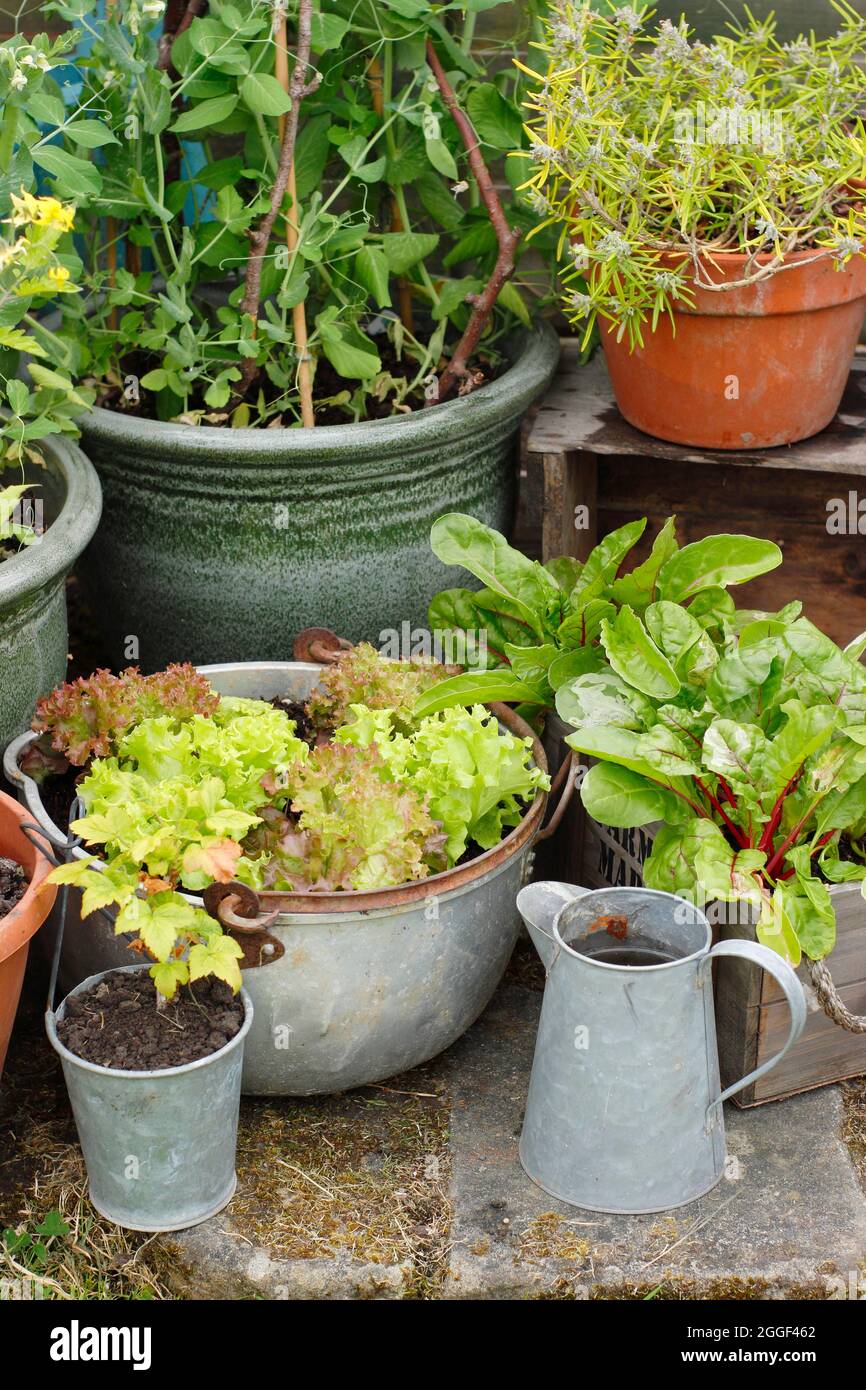 Summer vegetable crops growing in containers - Kelvedon Wonder peas, rainbow chard, lollo rossa lettuce, rosemary. UK Stock Photo