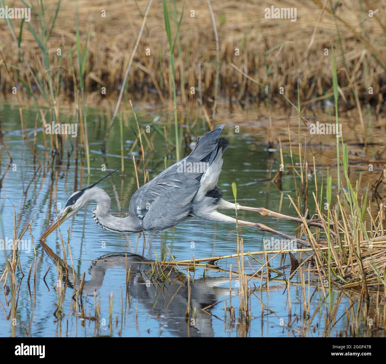Heron diving after prey, Teifi Marshes, Wales Stock Photo