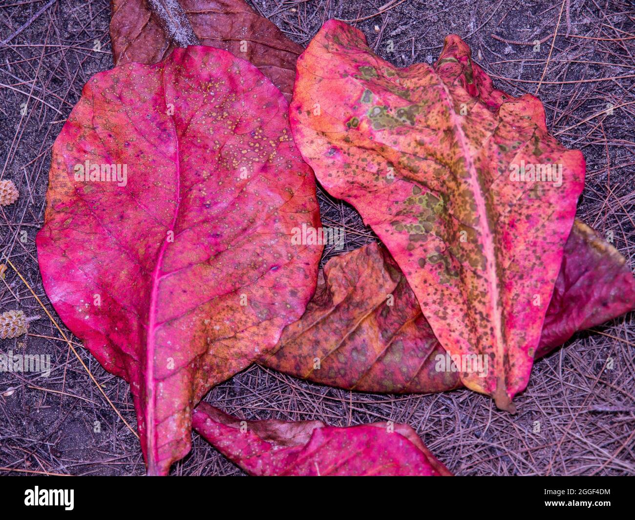 Dried Red Leaves Some large red dead and dried leaves on the ground, taken in Hawaii Stock