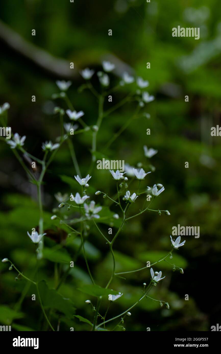 Saxifraga bronchialis flower growing in forest, close up Stock Photo