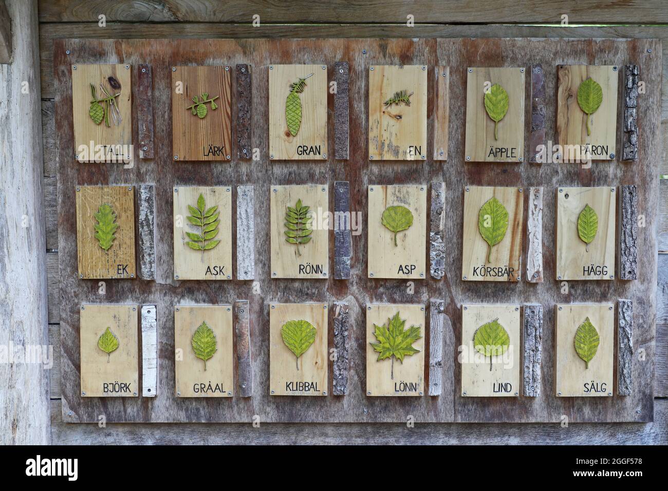 Different kinds of leaves made of wood on a wooden wall in a forest