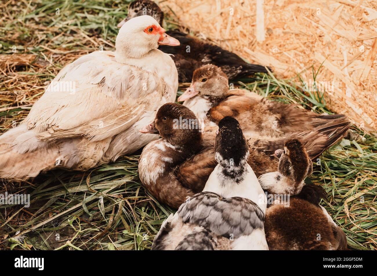 https://c8.alamy.com/comp/2GGF5DM/musk-or-indo-ducks-on-a-farm-in-a-chicken-coop-breeding-of-poultry-in-small-scale-domestic-farming-a-mother-duck-and-grown-up-fledgling-ducklings-in-2GGF5DM.jpg