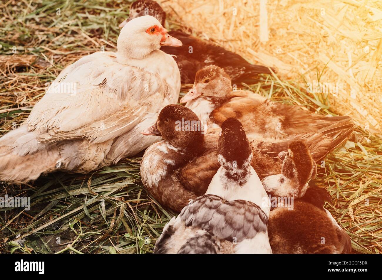 Duck coop white duck hires stock photography and images Alamy
