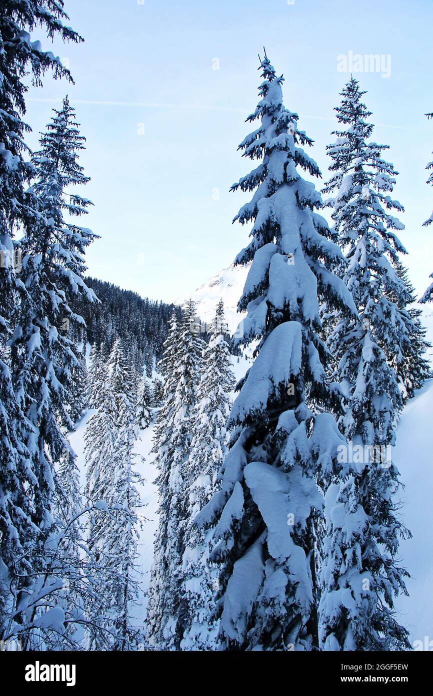 Winter Pine Trees at the Snowy Forest in the Austrian Alps Mountains ...