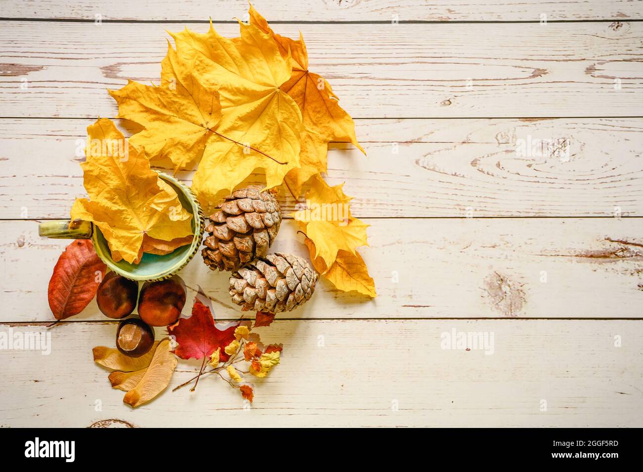 a set of fall materials for children's creativity and crafts on a wooden table. orange fallen autumn maple leaves and seeds, cedar cones, twigs and re Stock Photo