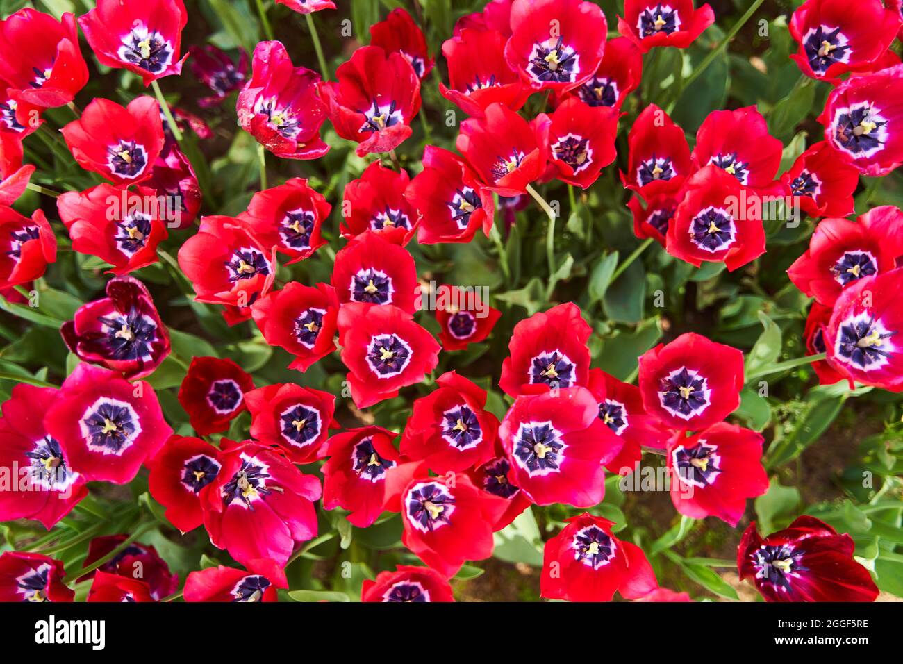 Red beautiful tulips field in spring time with sun rays Stock Photo - Alamy