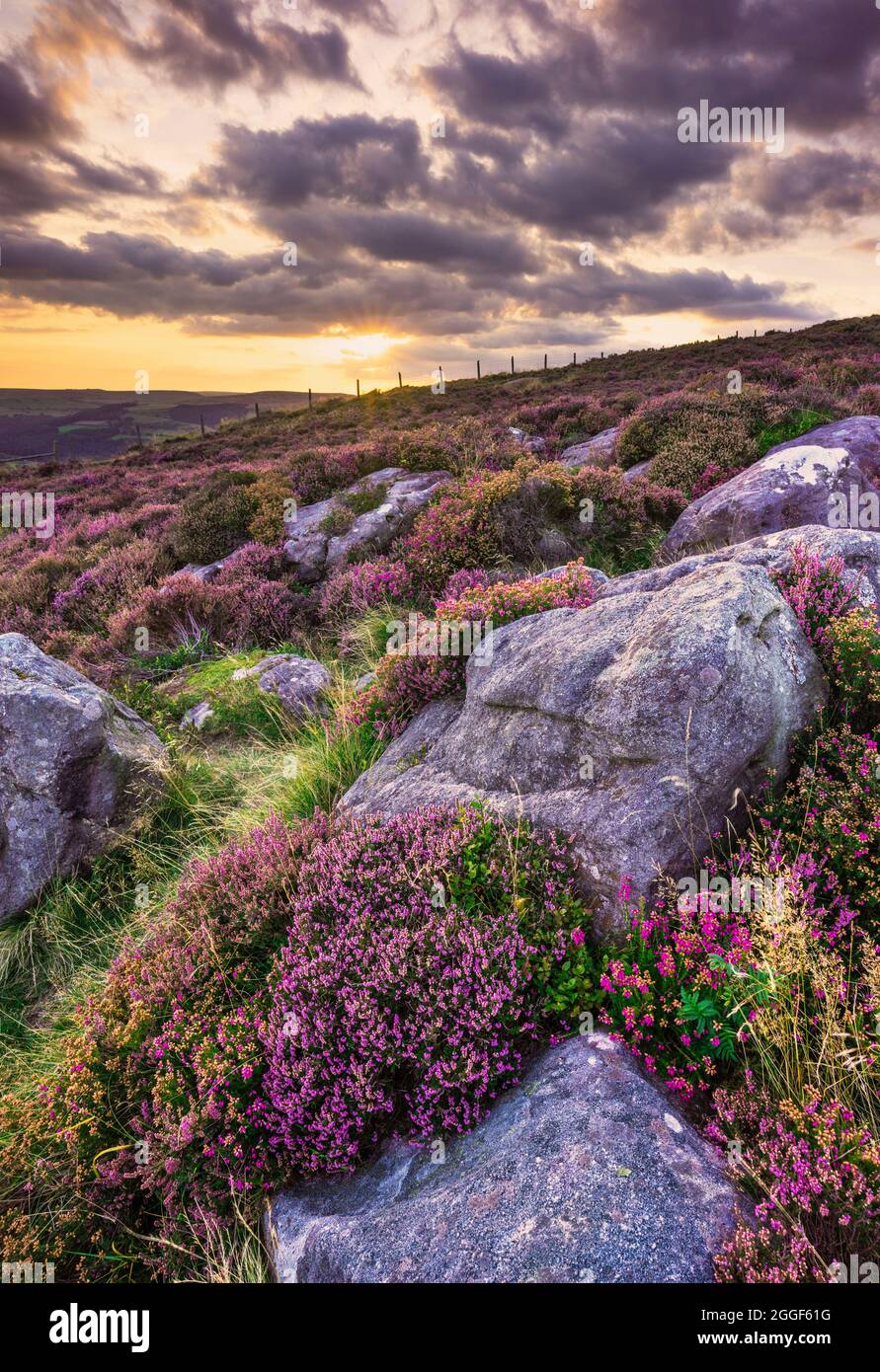 Hope Valley and Hathersage Moor Millstone Edge in August with purple heather Derbyshire Peak District National Park Derbyshire England UK GB Europe Stock Photo