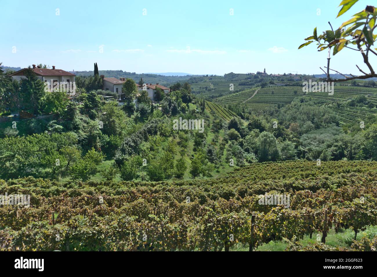 Wine yards in so called Slovenian Tuscany in the south of Slovenia with a small house on the hilltop Stock Photo
