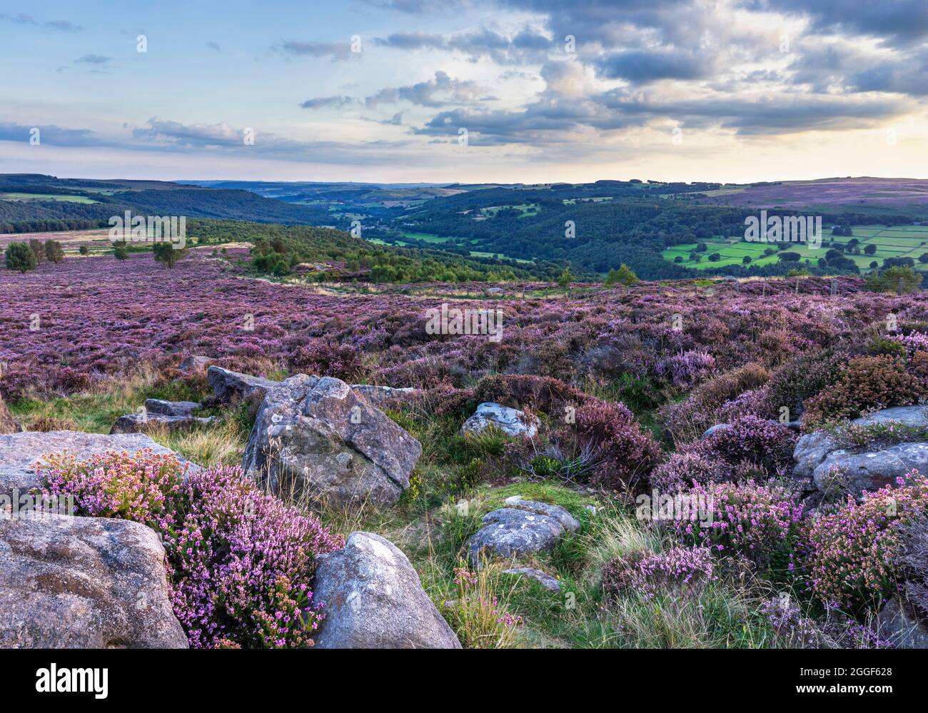 Hathersage Moor Millstone Edge in August with purple heather Peak District National Park Derbyshire England UK GB Europe Stock Photo