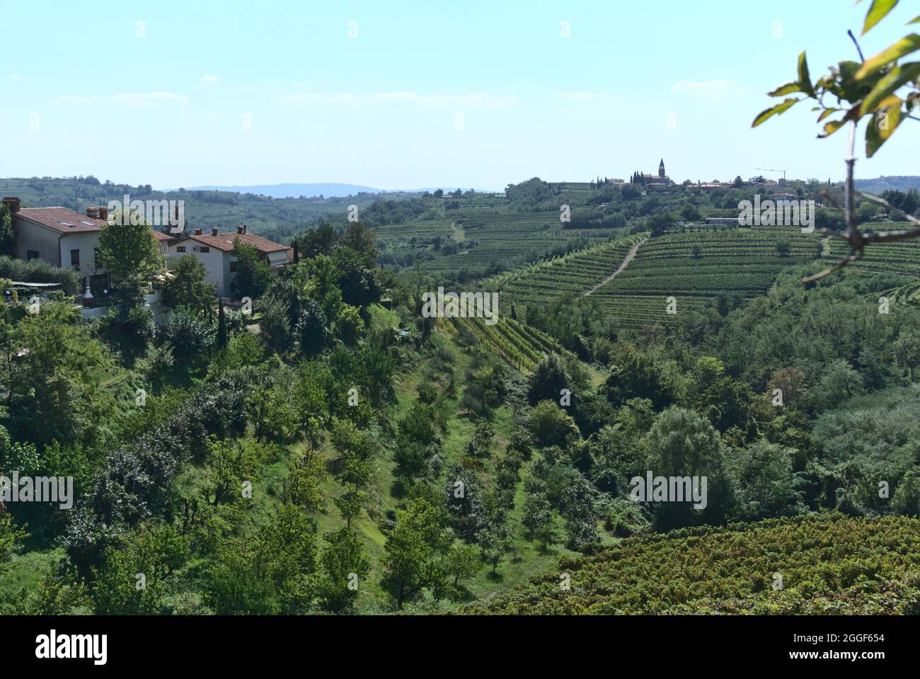 Wine yards in so called Slovenian Tuscany in the south of Slovenia with a small house on the hilltop Stock Photo