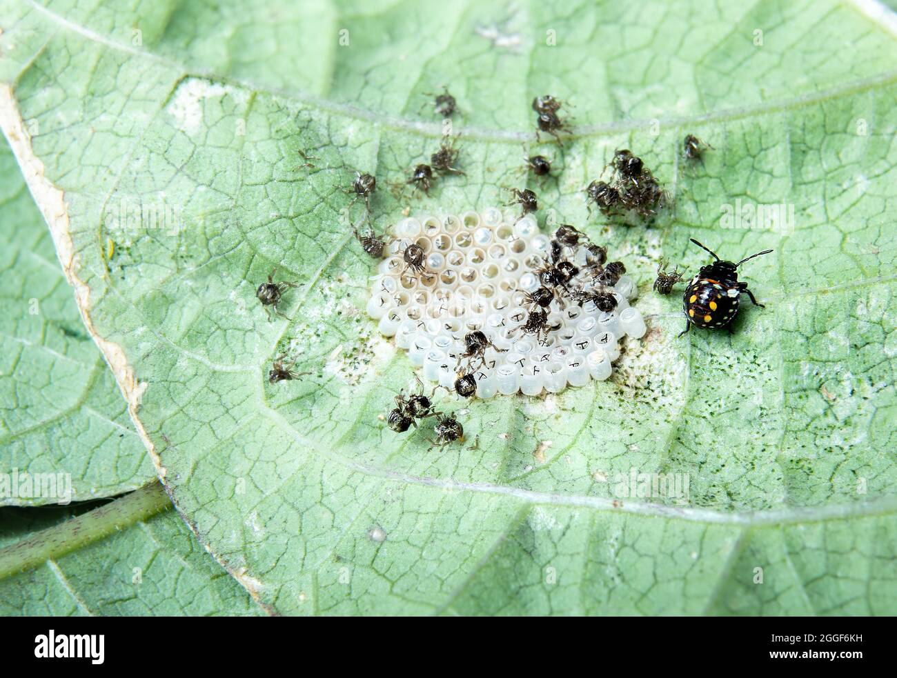 Southern green stink bug eggs cluster after hatching on the underside of a bean leaf. White to light yellow open eggs with molted leftovers and one li Stock Photo