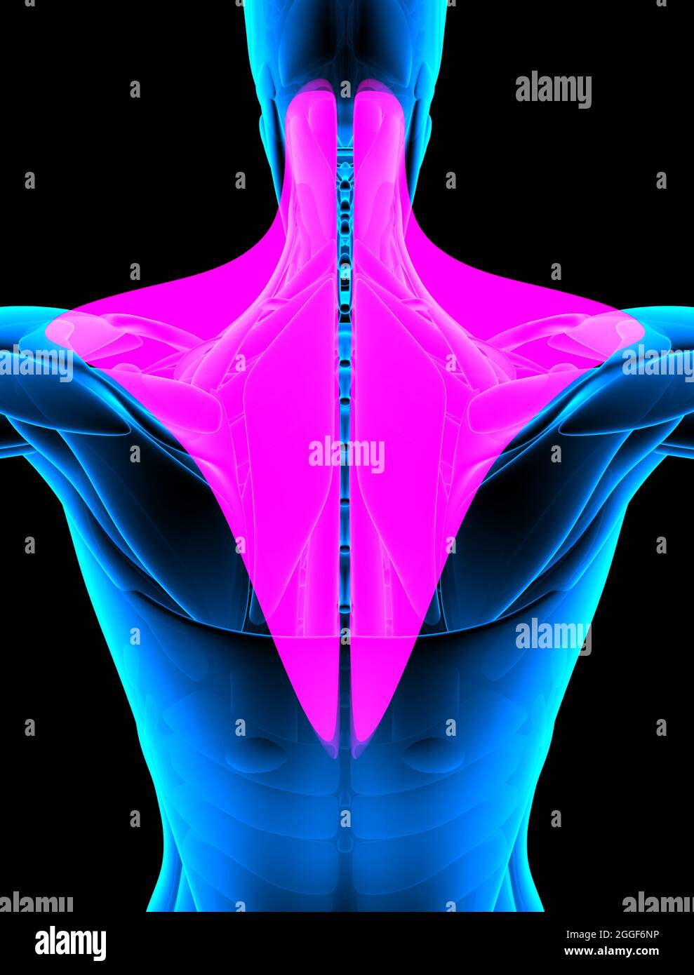 red Trapezius muscle in xray. 3d rendering Stock Photo Alamy